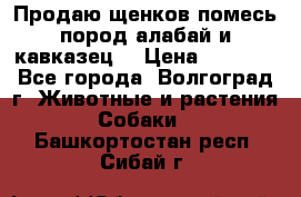 Продаю щенков помесь пород алабай и кавказец. › Цена ­ 1 500 - Все города, Волгоград г. Животные и растения » Собаки   . Башкортостан респ.,Сибай г.